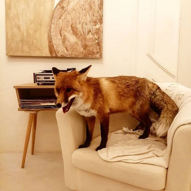 фотосессия с лисой